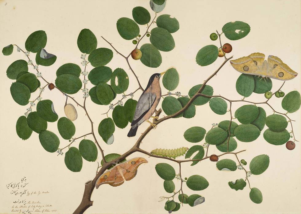 A painting of a bird and insects on a tree branch