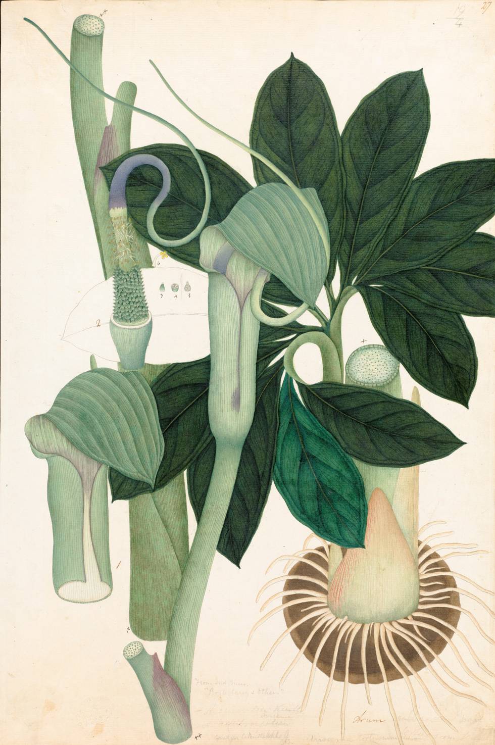 A painting of a plant